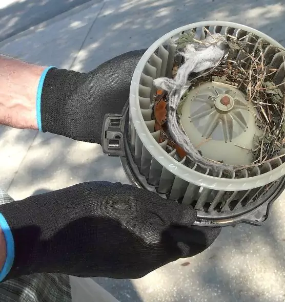 About Air Duct Rat Removal in Bloomingdale, FL